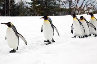 一群企鹅沿着白雪皑皑的山脊行走