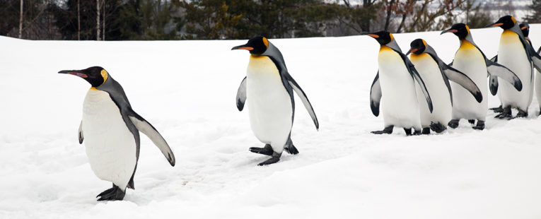 flock of penguins walking along a snowy ridge