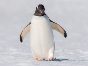 penguin walking on snow