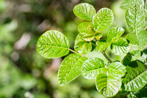 Poison oak plant in forest.