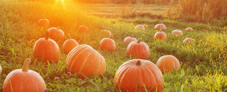 Field of pumpkins in green grass with rays of sunlight from a distant sunrise