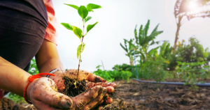 part body of young farmer hands holding a seedling in blurred nature background.