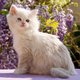 24-cat-white.jpg