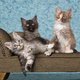 24-Kittens.jpg